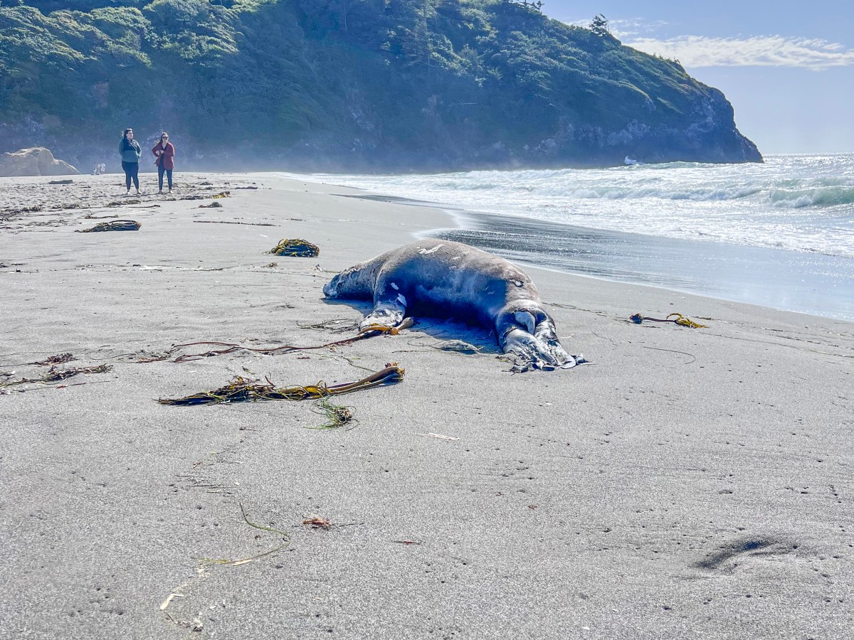 Disease killing high number of seals and sea lions in Humboldt&nbsp;County
