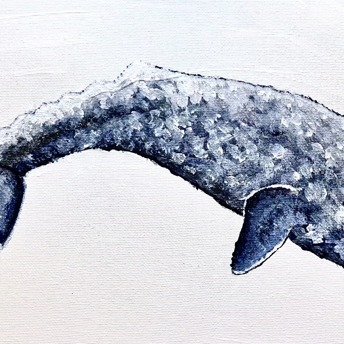 Studying Grey Whales: An indicator of marine health in the Pacific&nbsp;Northwest