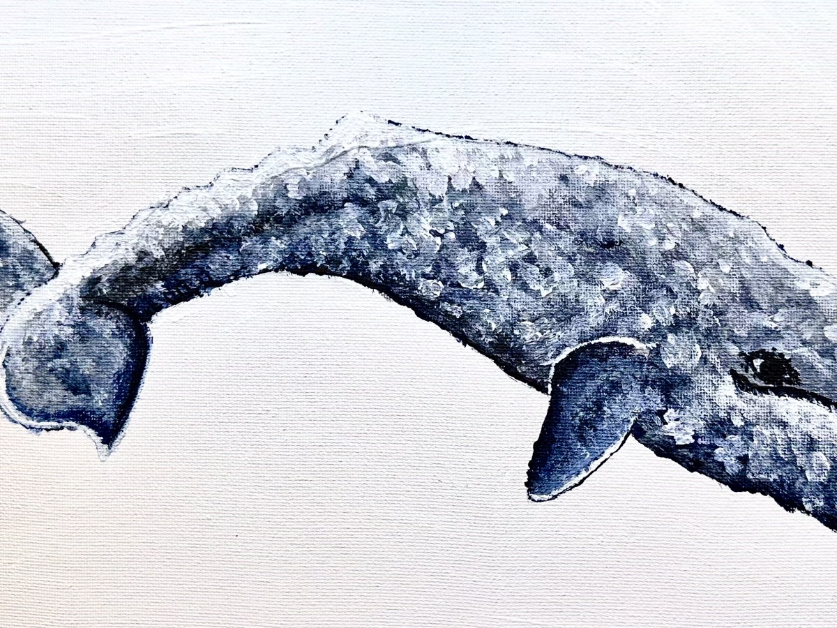 Studying Grey Whales: An indicator of marine health in the Pacific&nbsp;Northwest